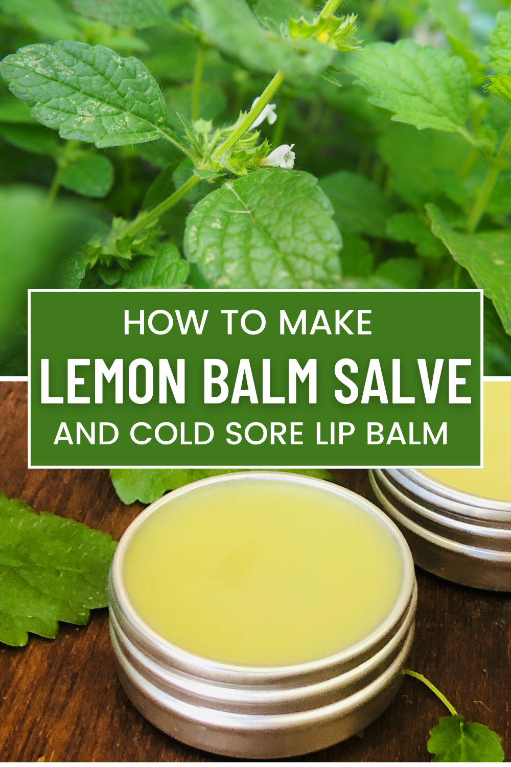 Lemon Balm is such a powerful herb - it's antiviral and serves to support healthy skin and help alleviate cold sores. Learn how to make Lemon Balm Salve in just a few easy steps!