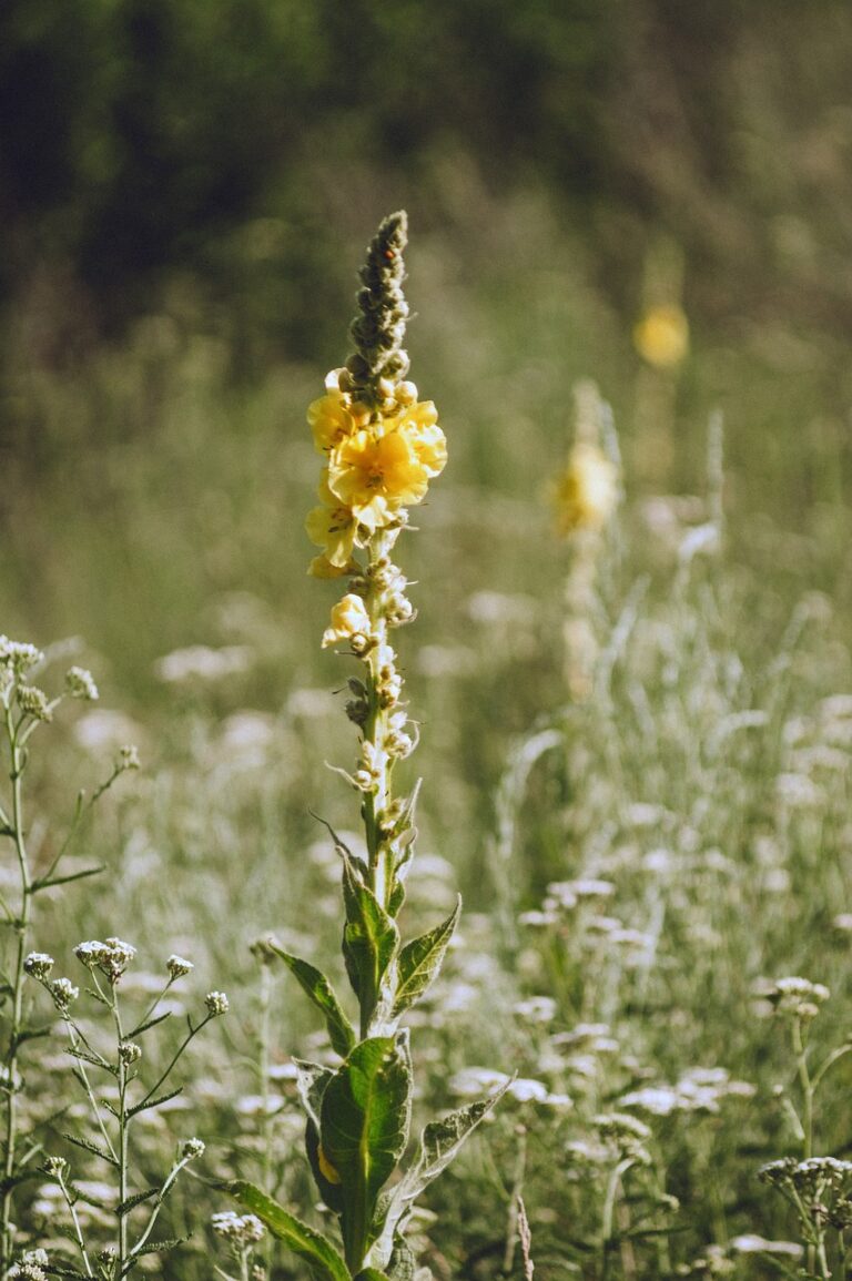 How to Forage and Use Mullein