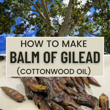 Learn how to Make Balm of Gilead (also known as Cottonwood Oil) from the buds of the cottonwood tree. It's beautifully fragrant and an excellent form of skin support - anti-inflammatory, anti-microbial, and analgesic!